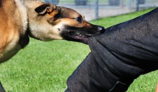 Colegio Médico Veterinario denuncia brotes de rabia; ataques caninos y felinos a humanos