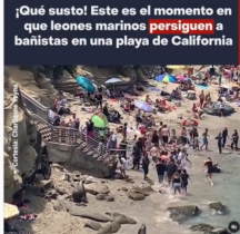 Leones marinos Estos dos leones marinos ahuyentaron a varias personas en la playa La Jolla Cove, en California.
