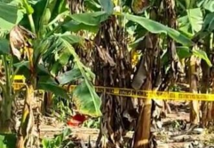 Hombre murió devorado por cuatro perros en La Vega