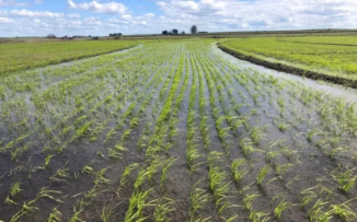 País tiene suficiente producción agrícola