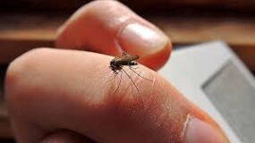 Muertes por dengue suben a 39 y casos ya rondan los 7,000