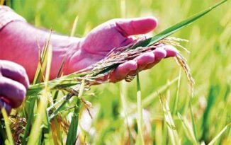 HAITÍ: Prolongada sequía amenaza las plantaciones de arroz