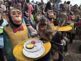 TAILANDIA: Los monos tienen su propio festival, les preparan festín y comen como reyes