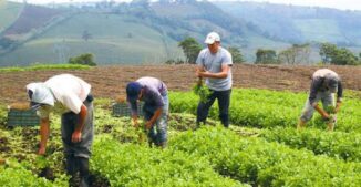 Senado aprueba préstamo US$60 millones para sector agropecuario