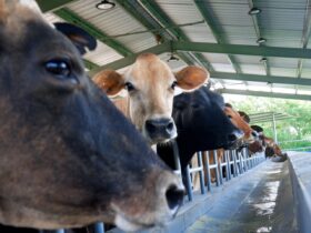 <strong>Ganadería de leche genera cerca de 18,000 millones de pesos en la República Dominicana</strong>