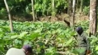 HATO MAYOR: PN arresta a ocho haitianos por cultivar en el parque Los Haitises