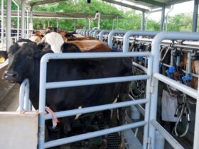 Eric Rivero revela ganaderos de carne tendrán acceso a la mejor genética