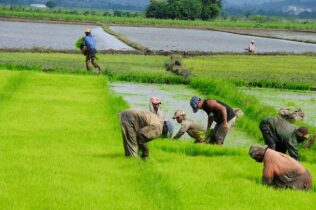 Abinader resalta logros del sector agropecuario