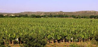 Gobierno asegura rescate proyecto agrícola Cruz de Manzanillo