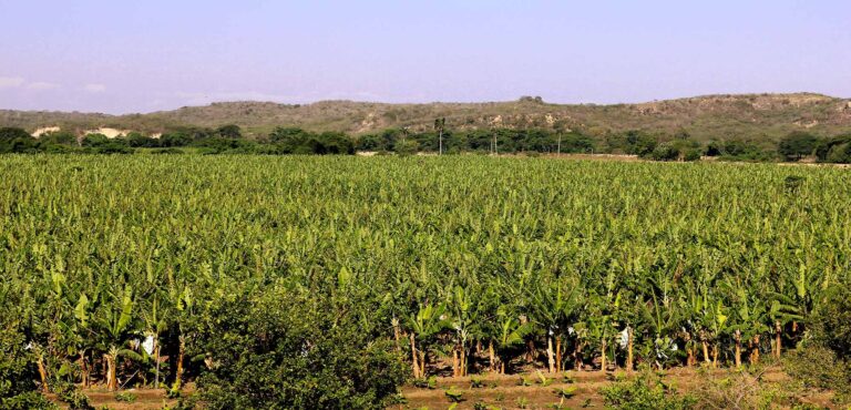 Gobierno asegura rescate proyecto agrícola Cruz de Manzanillo