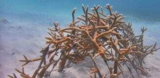 Cap Cana: un constante compromiso en preservar el medio ambiente