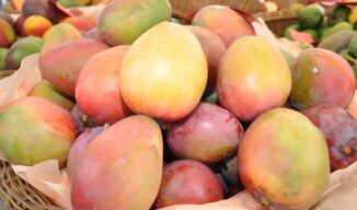 Ministro de Agricultura dice exportaciones de mangos han crecido en un 30 %
