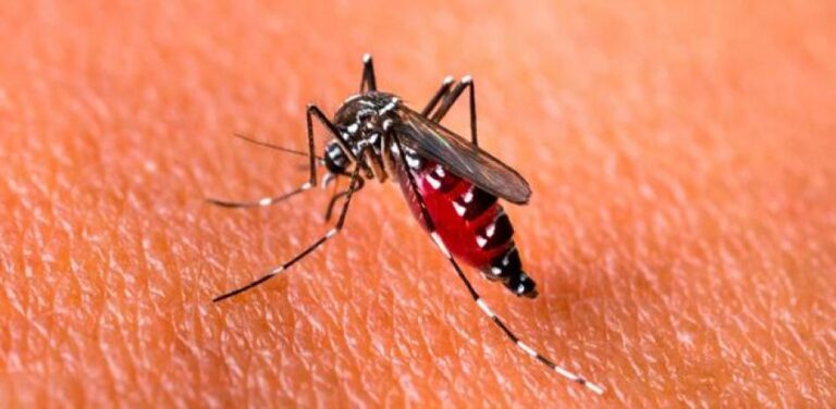 Salud Pública advierte aumento de dengue; hay más de 3,000 casos sospechosos