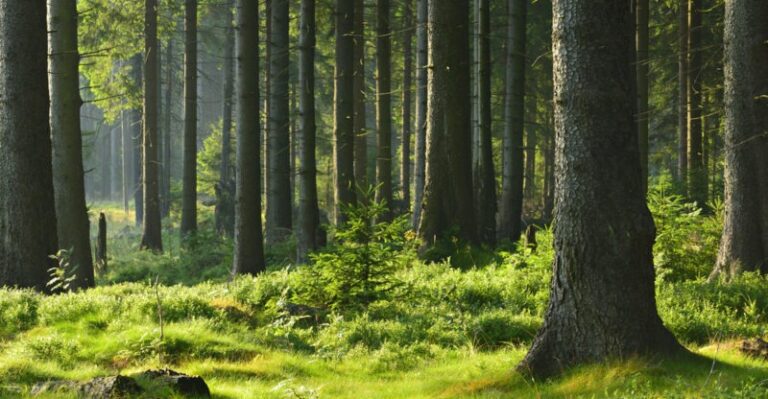 Gobierno insta a salvar bosques y parar deforestación R.Dominicana