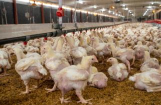 Producción avícola alcanza 20.5 millones de pollos en agosto