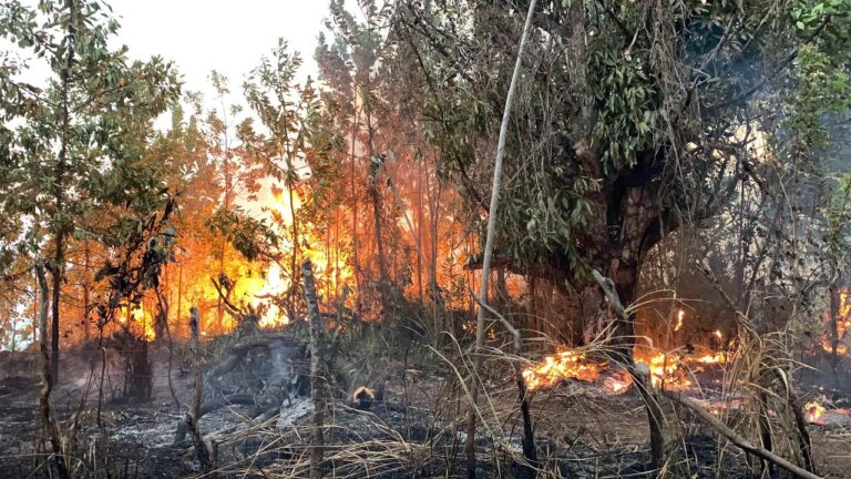 Controlado por completo incendio que afectaba a la Loma de Guaigüí