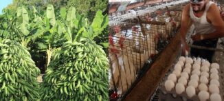 Afirman país produce 2,800 mm plátanos anual y 3,600 mm huevos
