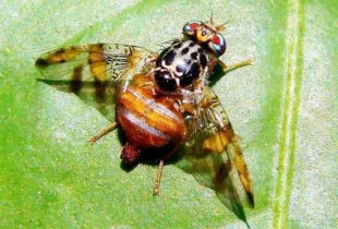 RD logra la erradicación mosca del Mediterráneo