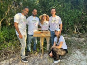 La Fundación Cap Cana realizó jornada masiva de repoblación de la Rosa de Bayahíbe