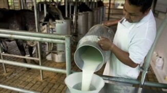 Aproleche dice RD producirá más 850 mil litros leche en 3 años