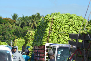 Gobierno compra más de 13 millones de guineos a Adobanano y los vende a peso a través del Inespre