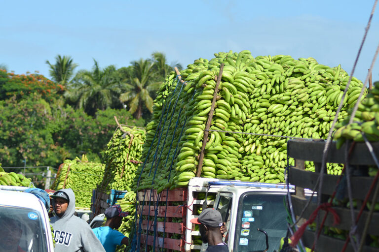 Gobierno compra más de 13 millones de guineos a Adobanano y los vende a peso a través del Inespre