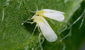 Agricultura anuncia veda productos hospederos Mosca Blanca en San Juan y otras provincias
