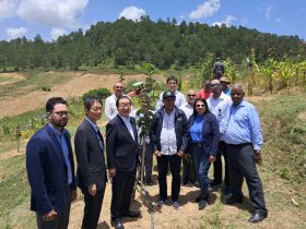 Japón e IAD desarrollan proyecto de Peras Japonesas en Constanza