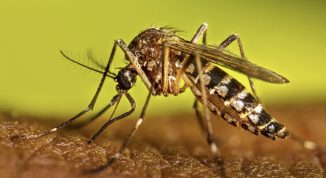 El país registra 12 muertes por dengue en lo que va de año