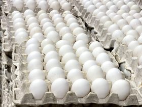 RD produce 350 millones de huevos al mes