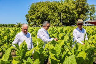 Tabaco dominicano llega a 148 países y genera U$1340 mm informó Intabaco