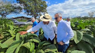 En RD existen 29 zonas tabacaleras distribuidas en 15 provincias, informa Intabaco
