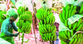 Productores de banano piden intervención del Presidente