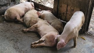 Preocupación en Dajabón por muertes de cerdos; productores claman por ayuda