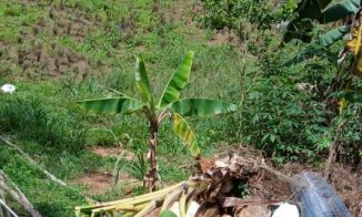 Productores de orégano de Rancho Arriba denuncian abusos y pérdidas millonarias