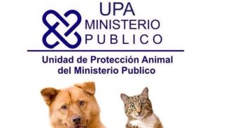 Apresan hombre mató perro al lanzarlo de piso 11 de una torre en Bella Vista