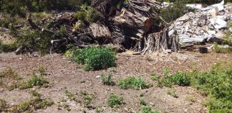 Denuncian destrucción de zona boscosa de la Feria Ganadera