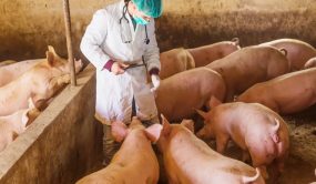 La FAO certifica en RD a 637 predios en bioseguridad porcina