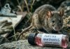 Ministerio de Salud de RD descarta circulación hantavirus