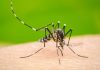 Mosquitos del dengue pueden aprender a tolerar repelentes